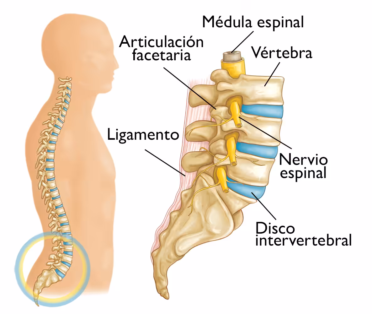 Padecimientos vertebrales comunes